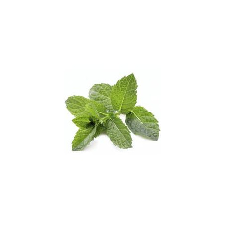 Glace Menthe feuille Bio en 120 ml